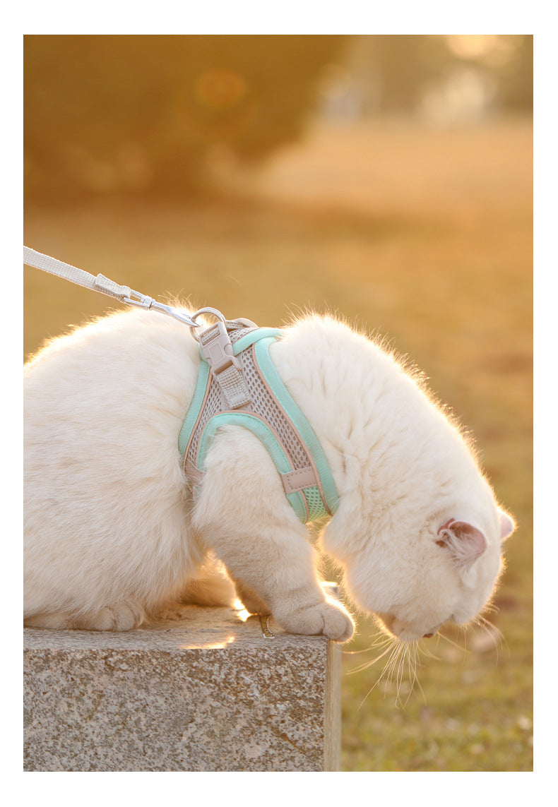 White cat wearing a harness on a leash with a blurred background