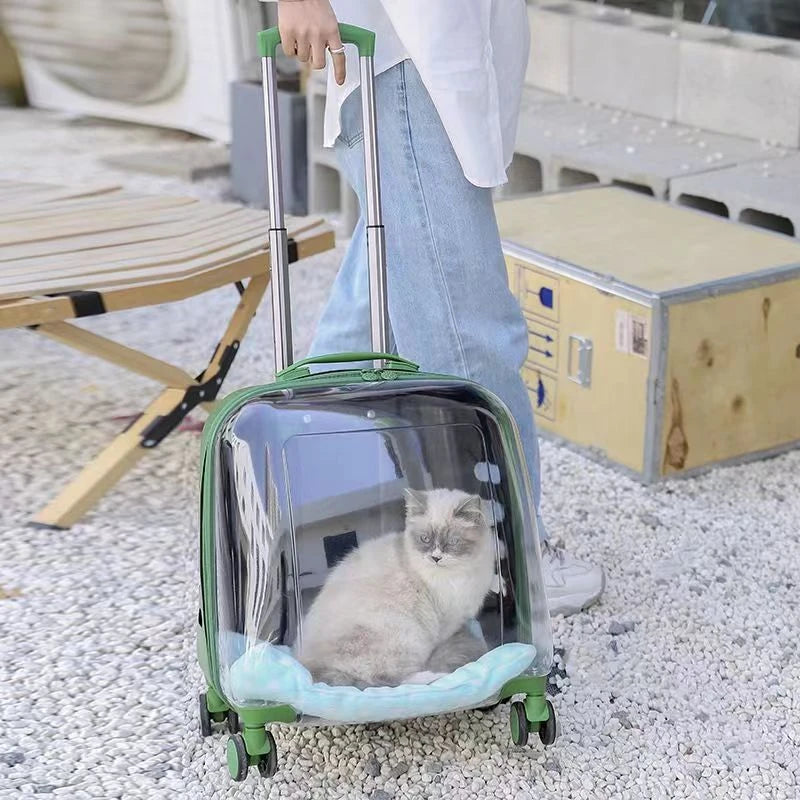 Person holding a transparent pet carrier with a cat inside, outdoors.