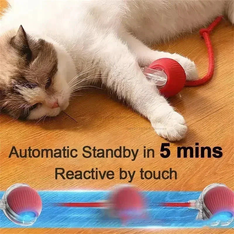 Cat playing with a red and blue automatic toy on a wooden floor.