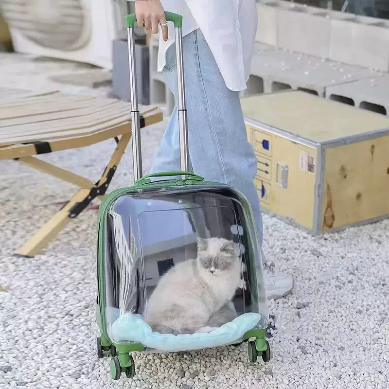 Person holding a transparent pet carrier with a cat inside, outdoors.