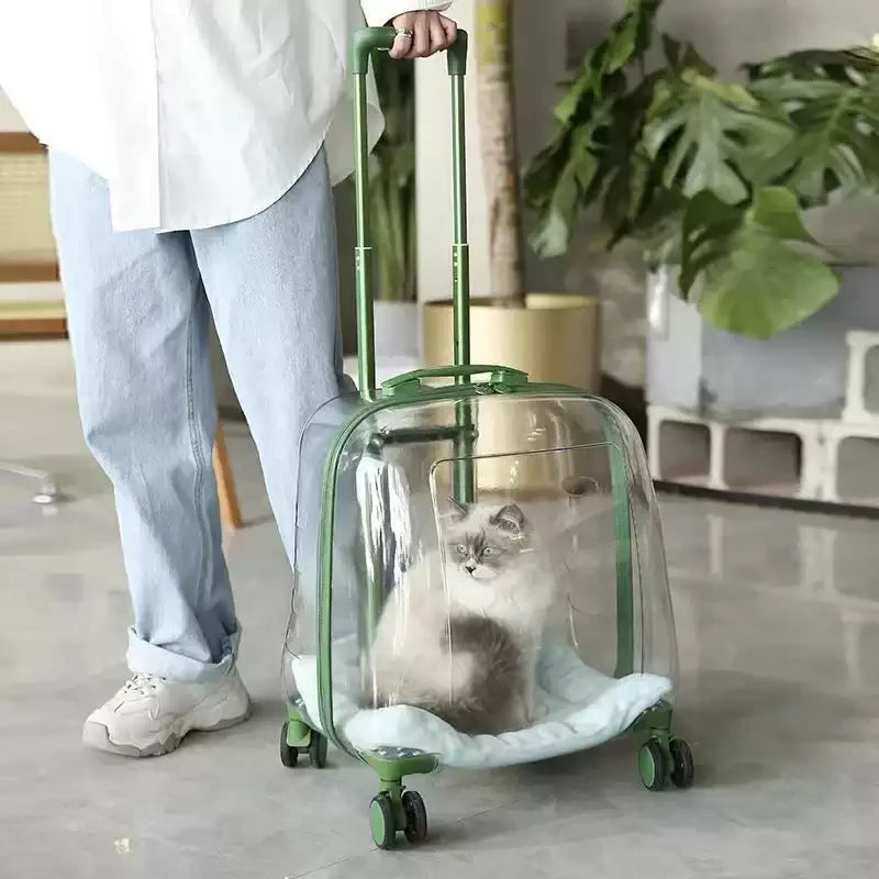 Person holding a transparent pet carrier with a cat inside, in an indoor setting.