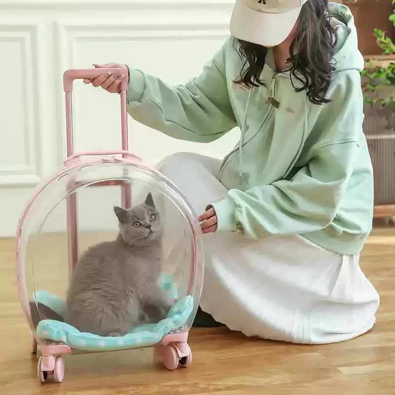 Person holding a transparent pet carrier with a cat inside, sitting on a wooden floor.
